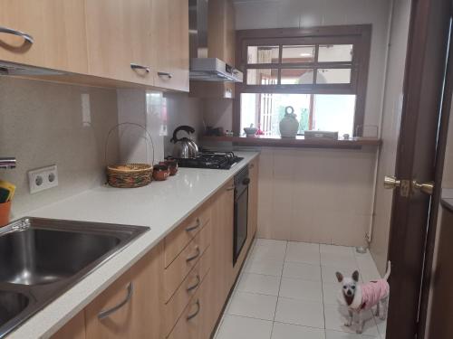 圣萨尔瓦多HOSTEL ALOHA a 3 calles del Mar的一只小狗坐在厨房的地板上