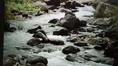 TukumGlamping Kalimarno Wonosalam的一条狗坐在河里的岩石上
