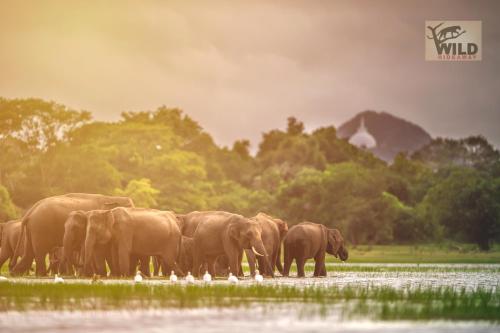 GalkadawalaWilpattu Wildhideaway的一群大象站在水里