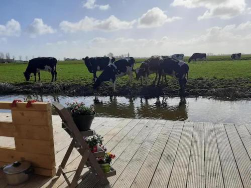 HitzumPrive jacuzzi cows dairyfarm relaxing sleeping的一群从池塘里喝水的牛