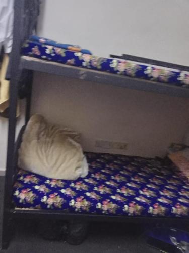 沙迦dormitory bed space for male and female的一只猫躺在双层床上
