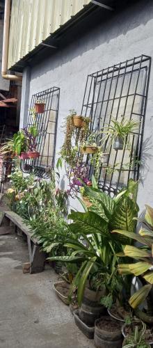 The Plant House in Iloilo City 12Pax平面图