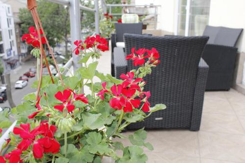 敖德萨Arnautskiy Hotel的椅子旁边一束红花