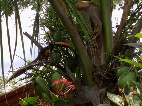 La GaritaVillas el Cenizaro的坐在棕榈树上的小鸟