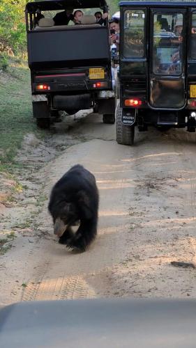 蒂瑟默哈拉默Green Lake的一辆卡车旁的土路上的一只黑熊