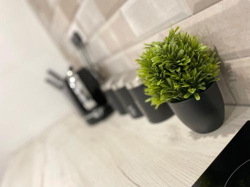 伯恩利Luxurious New 2 Bed Apartment in Burnley, Lancashire的黑锅上的绿色植物