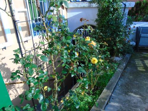 的里雅斯特al porticciolo的种有黄色花卉和围栏的花园