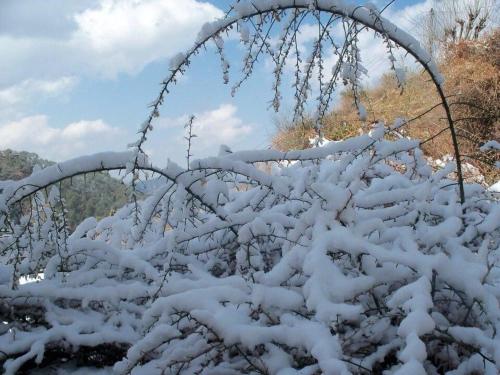 西姆拉Calm Paradise的雪覆盖的灌木丛,围栏