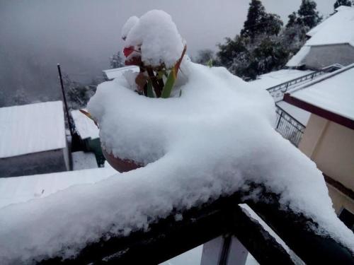 西姆拉Calm Paradise的屋顶上被雪覆盖的植物