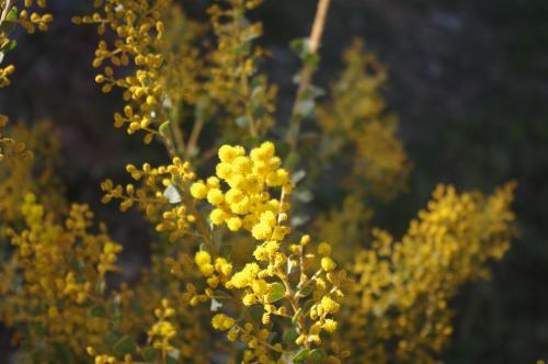 WATTLE TREE HILL平面图