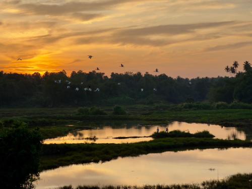 尼甘布Ceylon Lodge - Airport Transit Hotel & Hostel的一群鸟在日落时分飞越河上