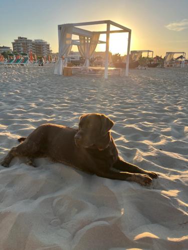 里米尼Hotel Le Ali的躺在沙滩上的狗