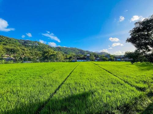 班图尔Villa Kamar Tamu Piyungan的一片绿草丛,山地背景