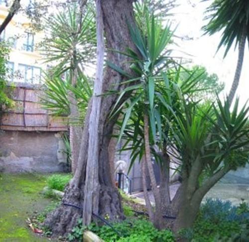 索伦托Villa Orchidea的院子里的一组棕榈树