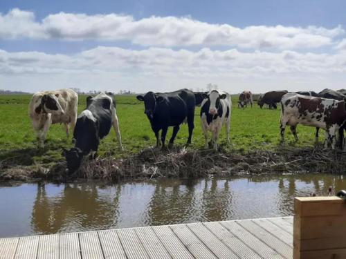 HitzumPrive jacuzzi cows dairyfarm relaxing sleeping的一群奶牛站在水体旁边的田野上