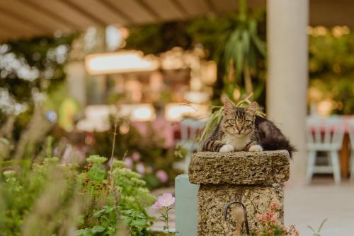 艾福雷诺德Hotel Carmen的坐在花园石柱上的猫