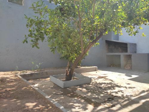 科洛尼亚-德尔萨克拉门托Alojamiento Barrio Sur的建筑物旁的混凝土种植园里的一棵树