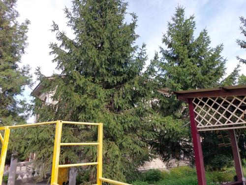 阿拉木图Assem Hostel Dostyk的游乐场旁的大松树