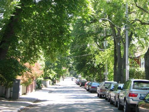 多伦多A Seaton Dream的一条树木成荫的街道上停有汽车