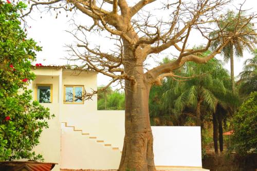KafountineKASA BOUBAK的白色建筑前的一棵大树