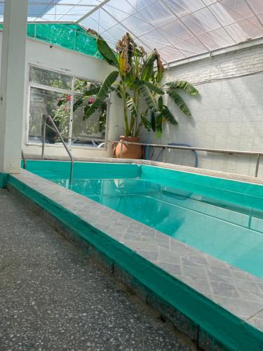 特玛斯德戴曼Las Palmas del Daymán的一座在建筑物里种植植物的游泳池