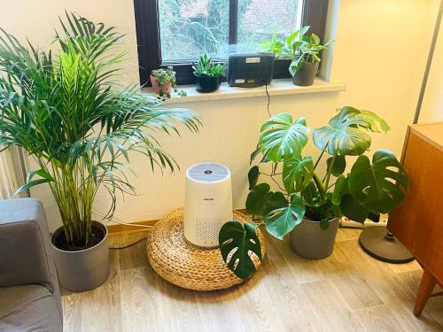 萨勒河畔哈雷(PLANT ROOM 5) Mit Familie oder auch mit Freunde的一间客厅,地板上种植了盆栽植物