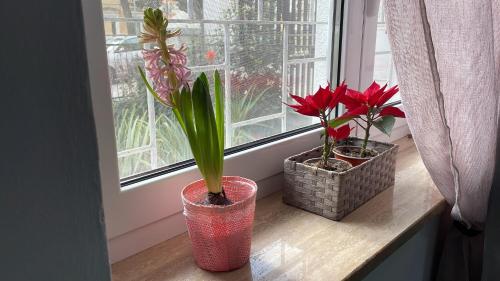 圣维托诺曼Suite Europa的窗台上三盆盆植物