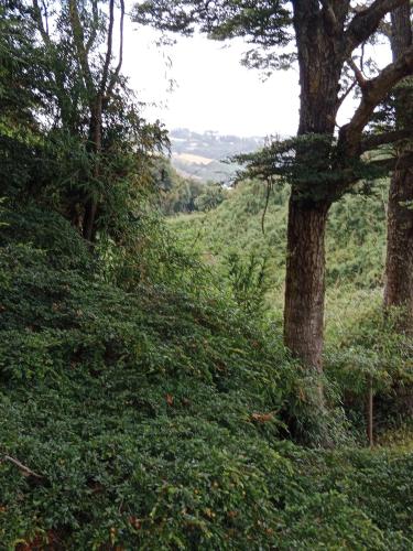 YutuyWillipeuma的山丘上一团树丛