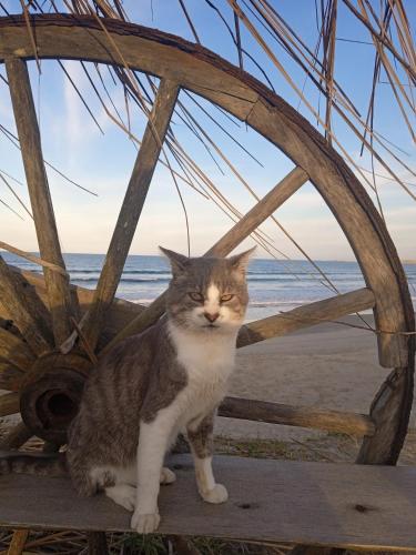 巴拉德瓦利扎斯Para un poquito oasis的坐在海滩旁长凳上的一只灰白的猫