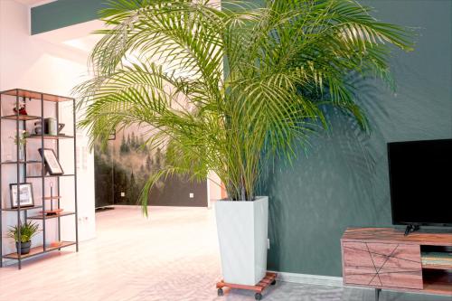 利普施塔特HAMA Design Homes的一间带电视的客房内的大棕榈树