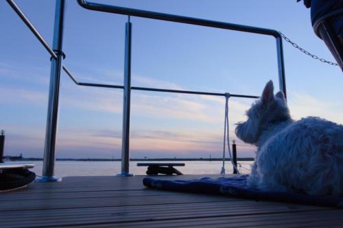 温德托尔夫Hausboot Fjord Aquila mit Dachterrasse in Wendtorf的坐在码头上看着水面的小狗
