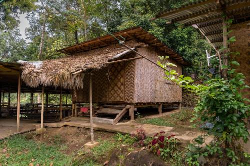 Ringlet雨林酒店的一间有草屋顶的小小屋