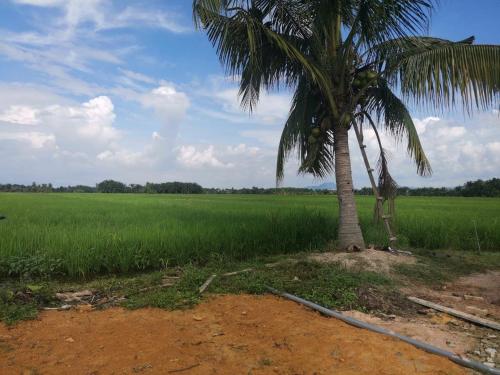 HomeStay Abah Alor Pongsu的稻田前的棕榈树