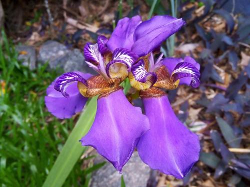 维森特洛佩斯La Morada de Vicente López的紫色花,有两紫色花纹