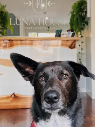 卡斯卡伊斯Luna House的坐在桌子前的黑白狗