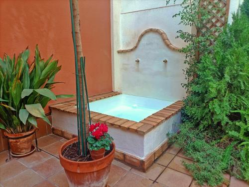 科尔多瓦Ziza的花园里的浴缸,种植了盆栽植物