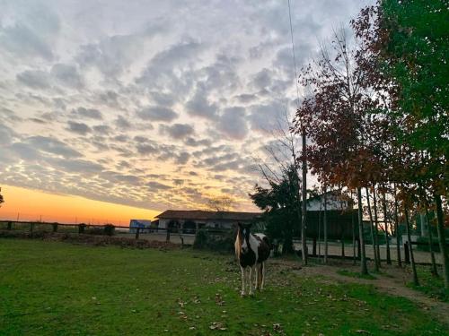 casa nonna Rica的站在田野的马,背着日落