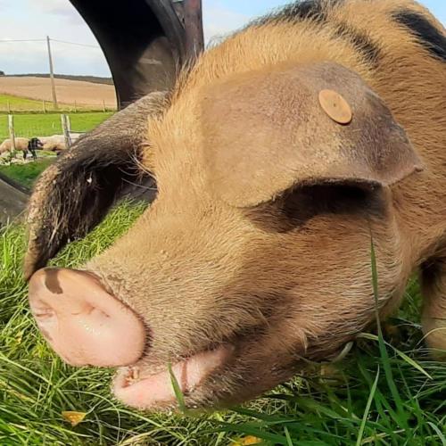 TieltSheepinn de geul的一只大棕色的猪躺在草地上