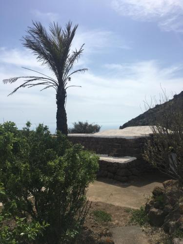 潘泰莱里亚Dammusi IL SERRALH -Pantelleria-的棕榈树坐在石墙顶部