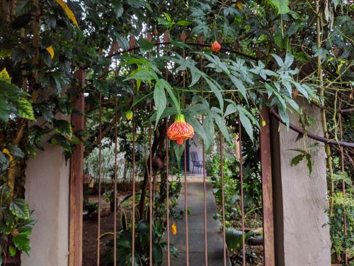 戈亚斯州上帕莱索Casa dos Buritis-no centro turístico的挂在花园中的树上的草莓