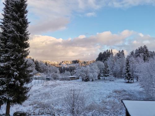 施皮格劳MorNight的一片覆盖着树木的雪地