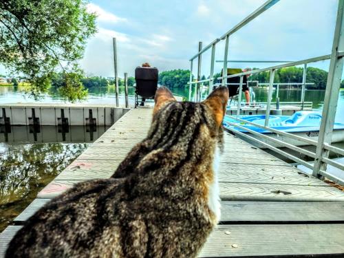 恰普利内克Villa-Antonina的坐在码头上看着水面的猫