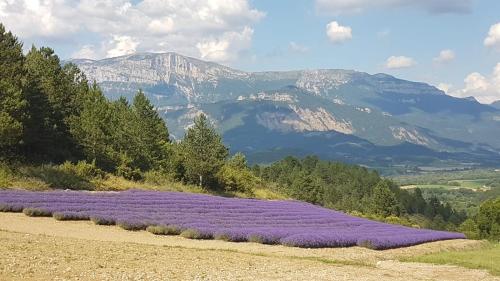 戴伊Le Tamaris的一片紫色的花田,背景是群山