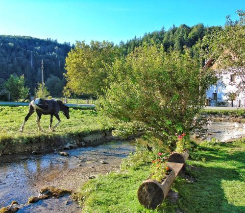 普利特维采湖Guest House Končar的河边的草丛中骑马