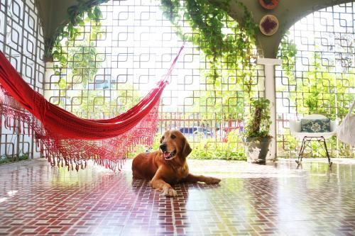 圣胡安DREAMCATCHER by DW的一只棕色的狗躺在地板上的吊床上