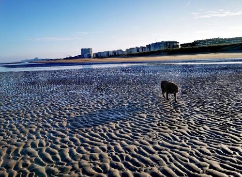 东代恩凯尔克HHVDK aan zee的一只狗站在沙滩上