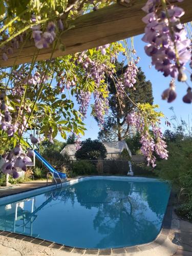 Van ReenenGreen Lantern Inn的一座带粉红色花卉的凉棚下的游泳池