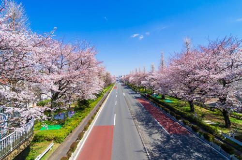 Kokubunji日久の宿的一条绿树成荫的蓝天街道
