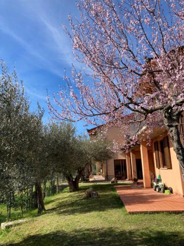 特拉西梅诺湖畔托罗Le Coccole Del Trasimeno的院子里有花树的房子