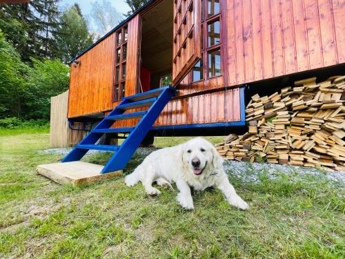 和主人一起入住Maringotka Lipenka u Lipenské přehrady na Šumavě的宠物